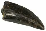 Tyrannosaur Tooth - Two Medicine Formation #145016-1